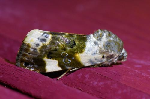 Réf. 333 928 : Acontia lucida